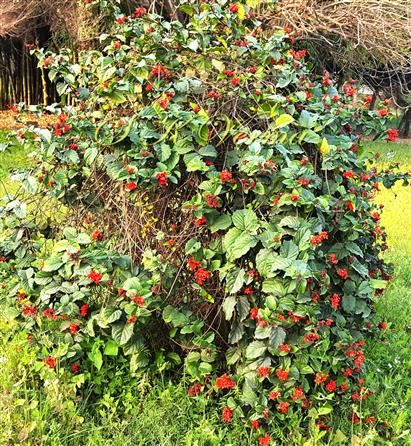 Plant in bloom